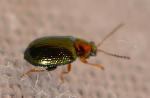 Réf. 309 452 : Crepidodera aurata